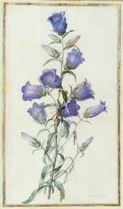 Campanula: Medium (Canterbury Bell) 1787 de Pierre Joseph Redouté